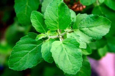 5 Miracles of Tulsi You should know