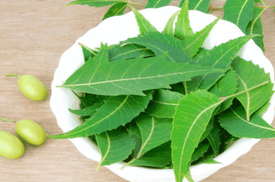 Wonders of the Neem An Ancient Herb with Magical Powers